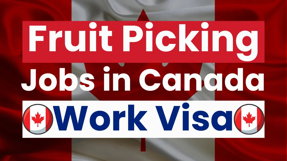 Fruit Picking Jobs in Canada with Work Visa Oct 2024 ($15.42 Per Hour)